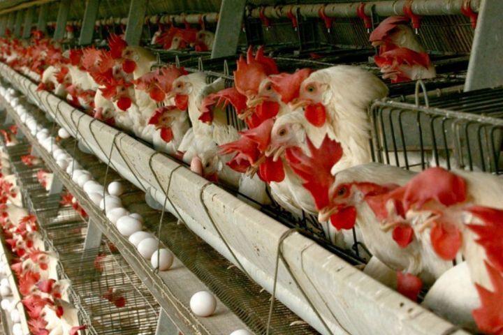 خبرنگاران 800 هزار یورو برای ساخت مجتمع مرغ تخم گذار تربت حیدریه هزینه شد