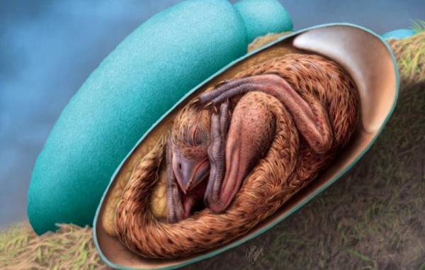 فسیل کاملا سالم یک بچه دایناسور درون تخمش راز تکامل پرندگان را آشکارتر کرد