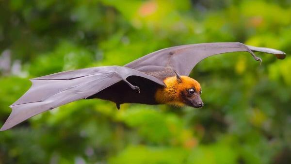 خفاش ها چقدر برای انسان ها خطرآفرین اند؟