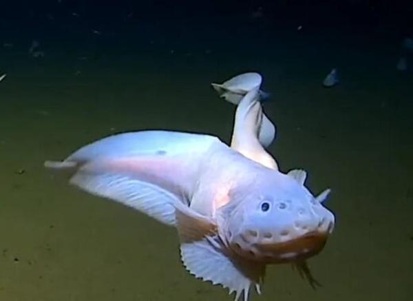 رکوردشکنی یک ماهی شگفت انگیز در مقابل دوربین